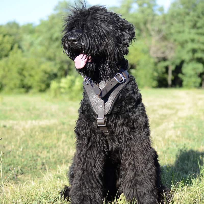 Кожаная коричневая шлейка для дрессировки черного терьера «Working Dog»